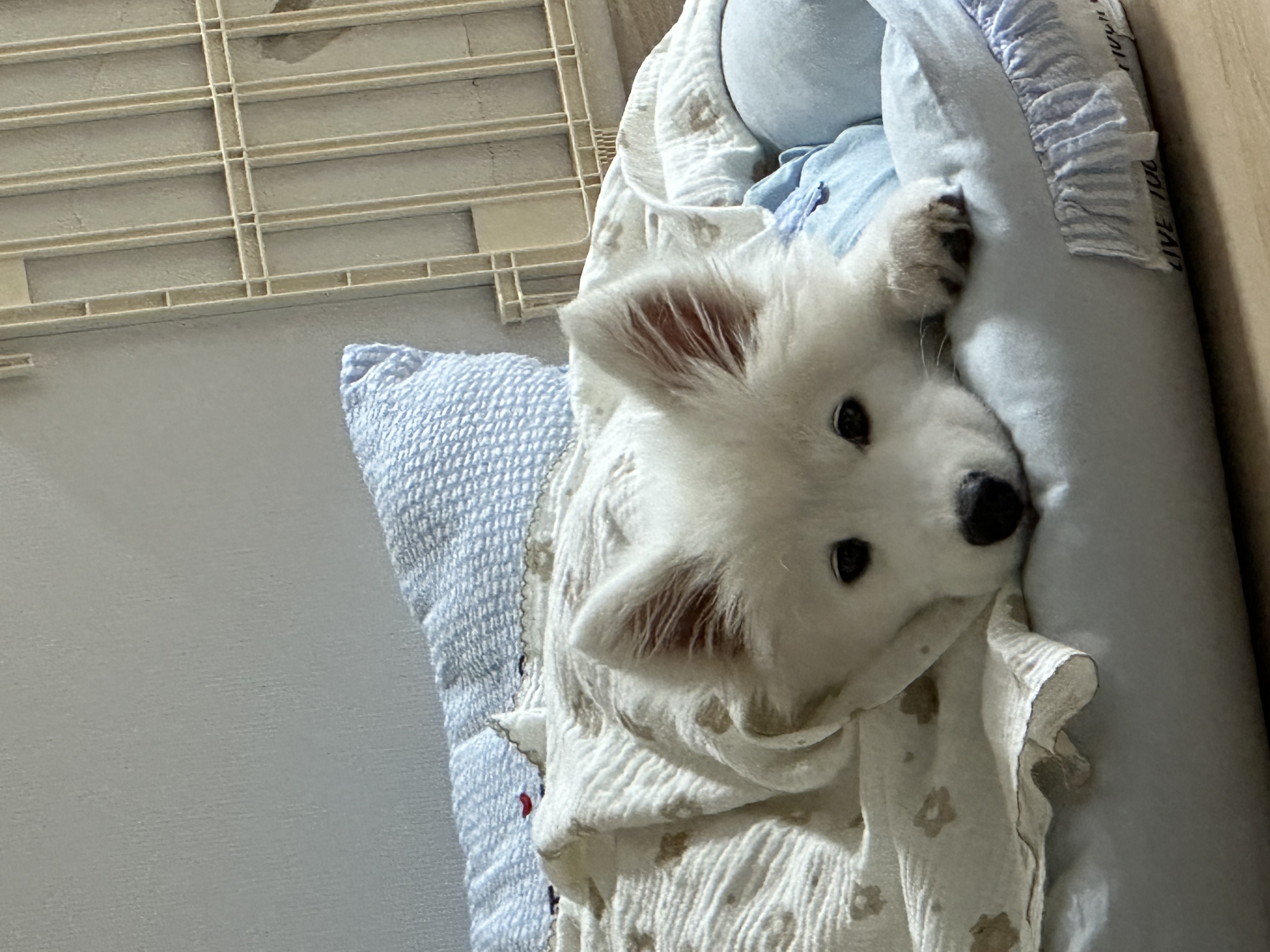 Fluffy Dog 2