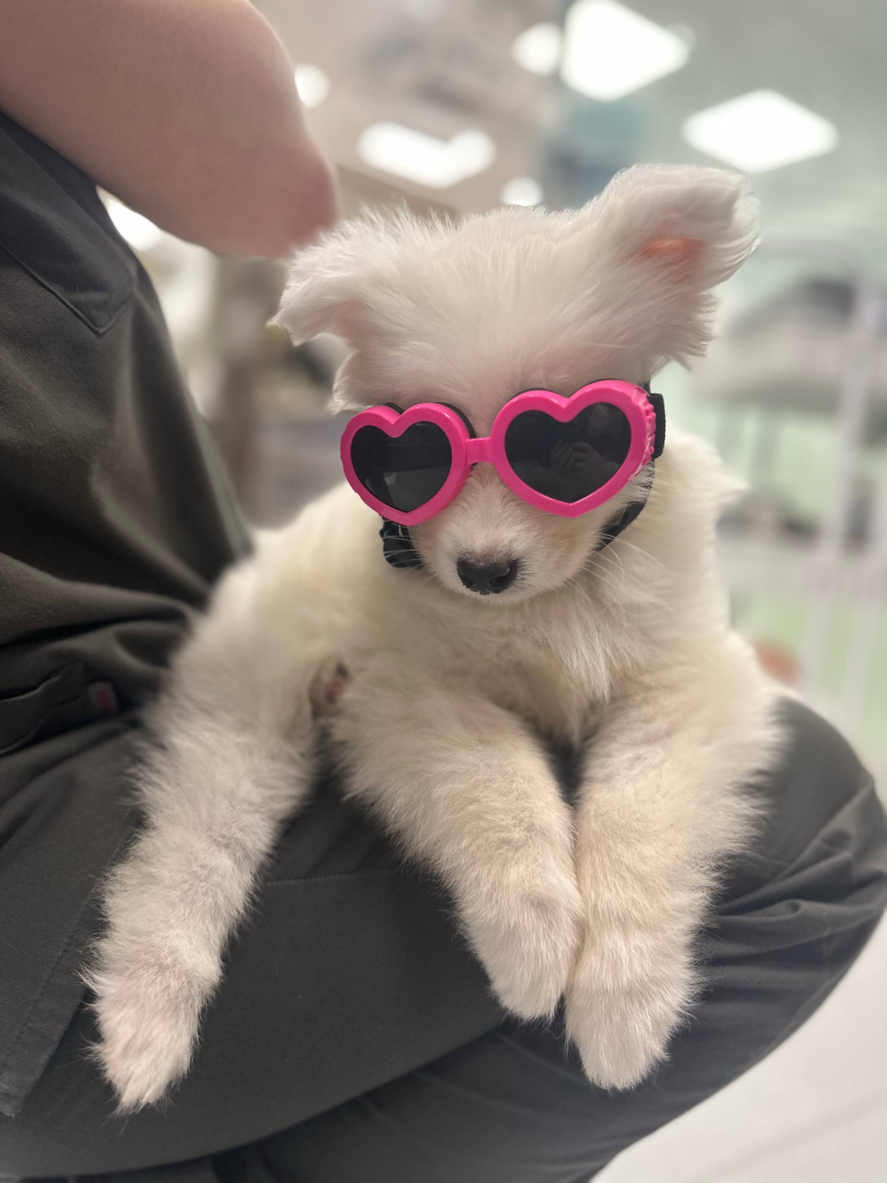 Fluffy Dog 3